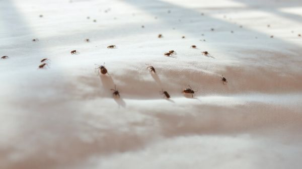Signes révélateurs de boutons de puces de lit et solutions immédiates